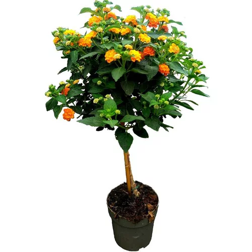 Pieds Lantana Camara f